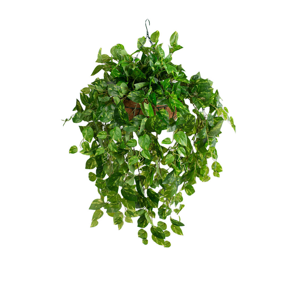 Hanging Basket M with Pothos 92cm