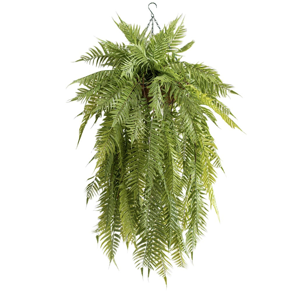 Hanging Basket M with Sword Fern 120cm