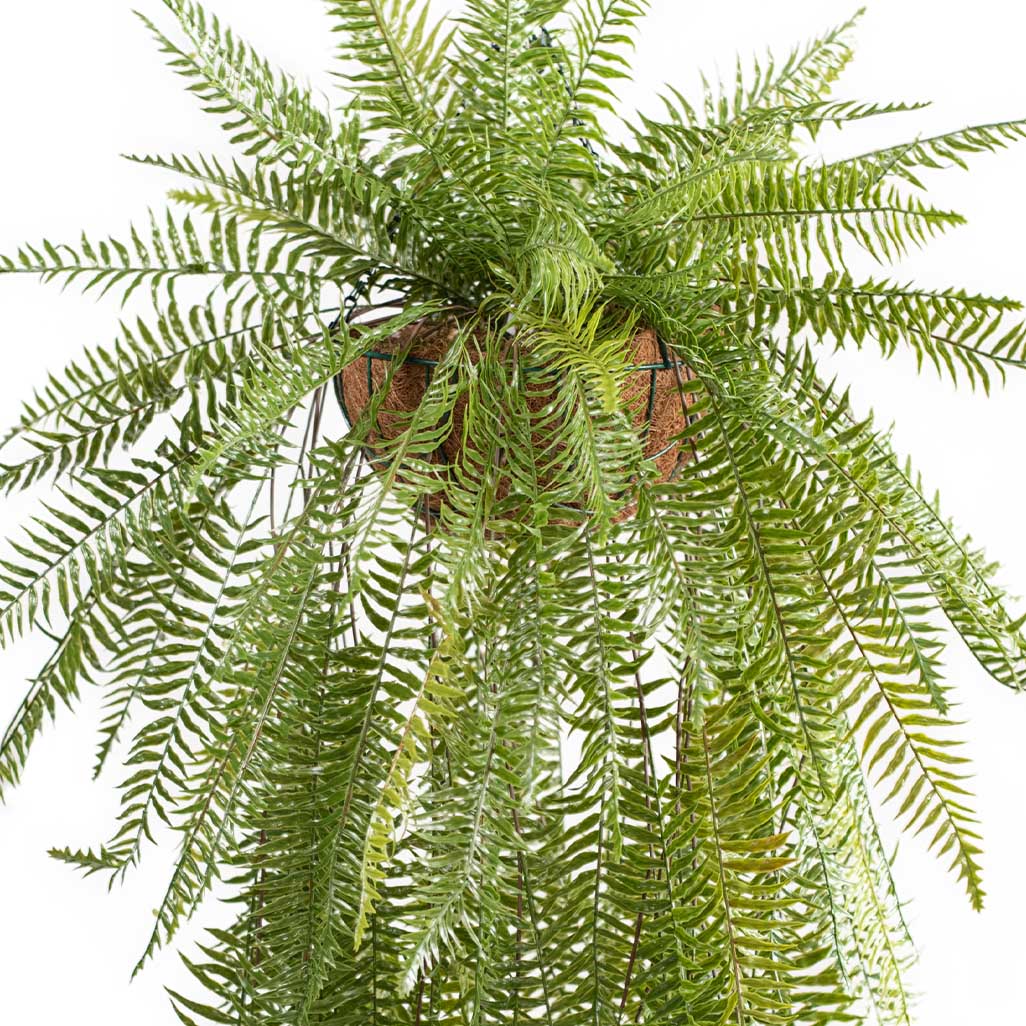 Hanging Basket S with Fern 114cm