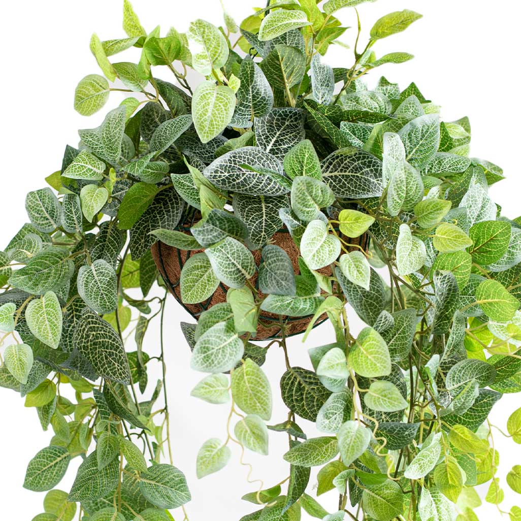 Hanging Basket S with Fittonia 90cm