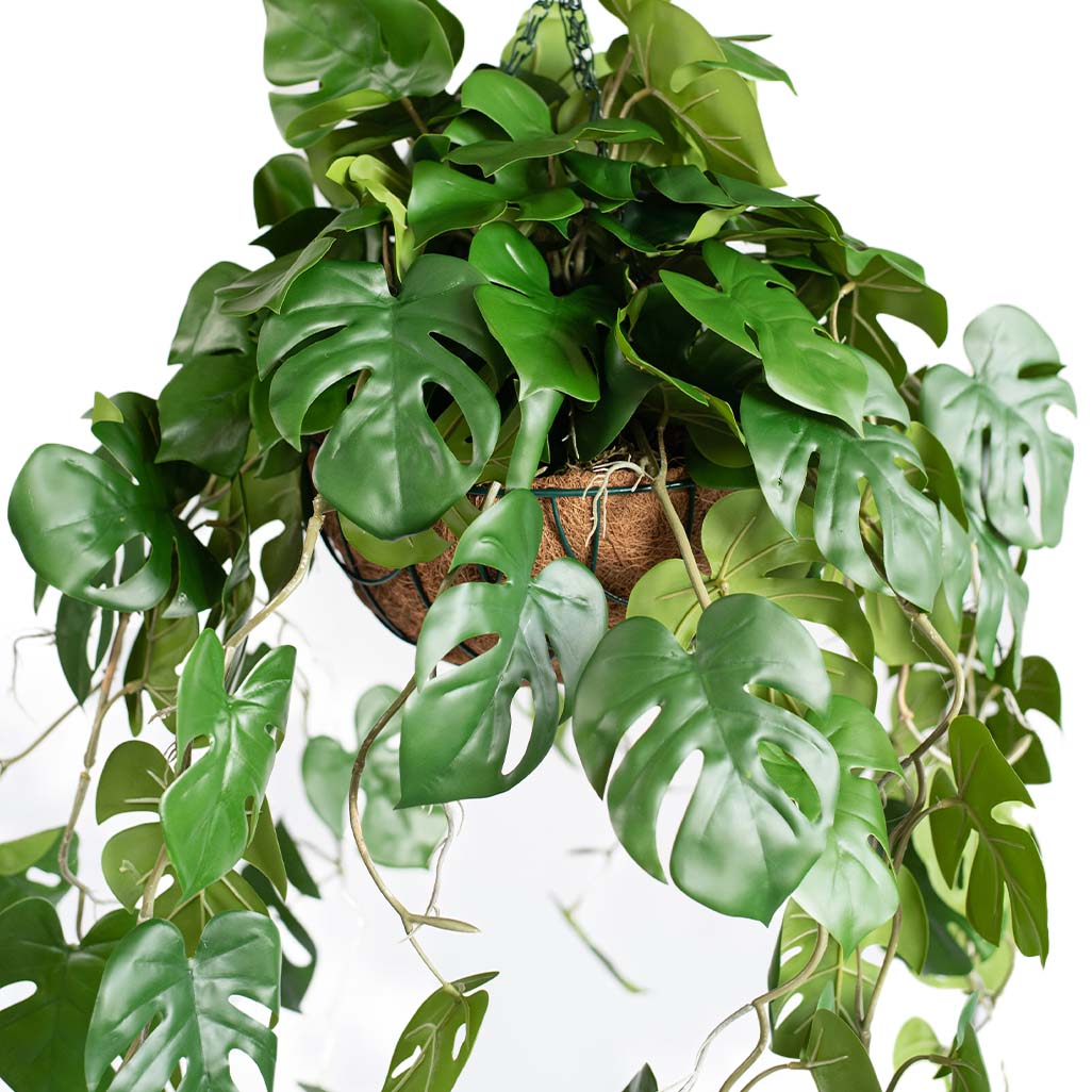 Hanging Basket S with Monstera RT 85cm