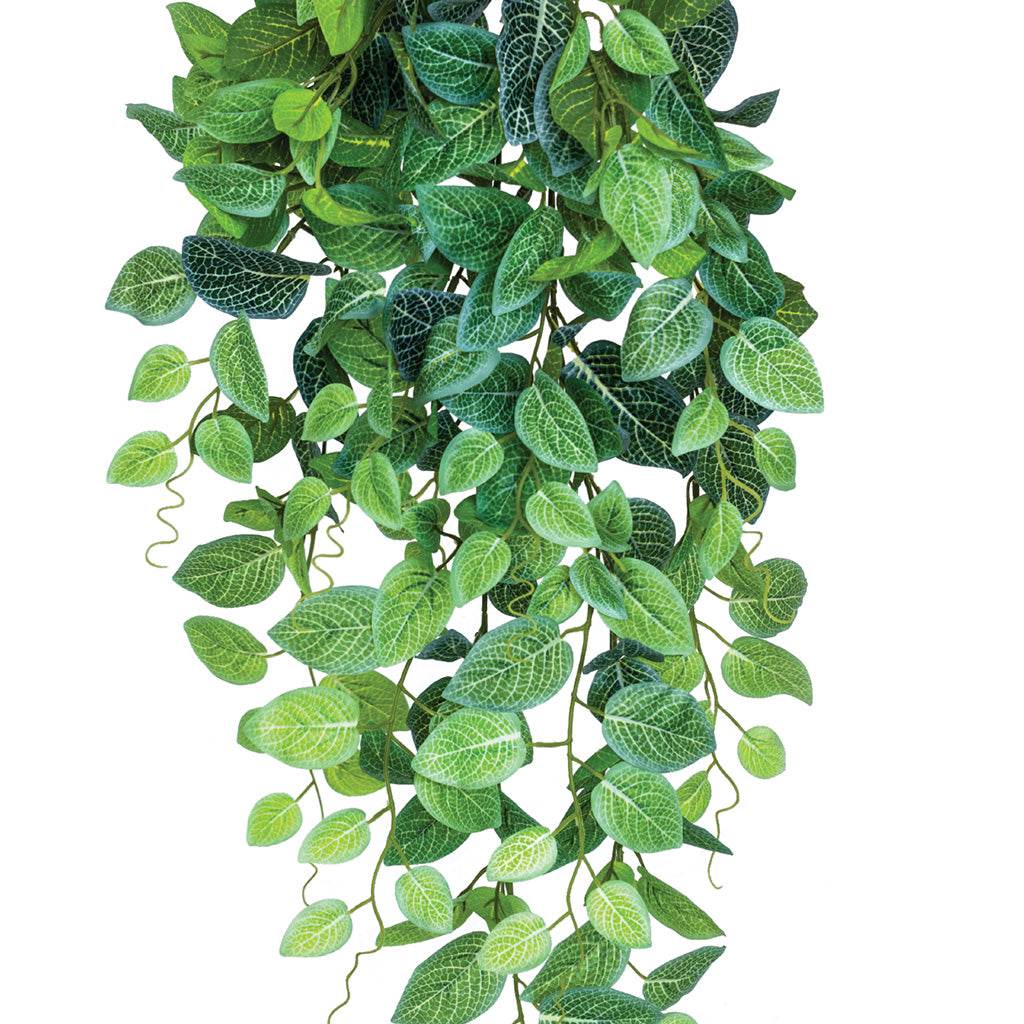 Hanging Fittonia 90cm. This thick bush
effectively creates a cascade of green splendour. Artificial plants, foliage, trees and silk flowers available from www.plantcouture.co.za