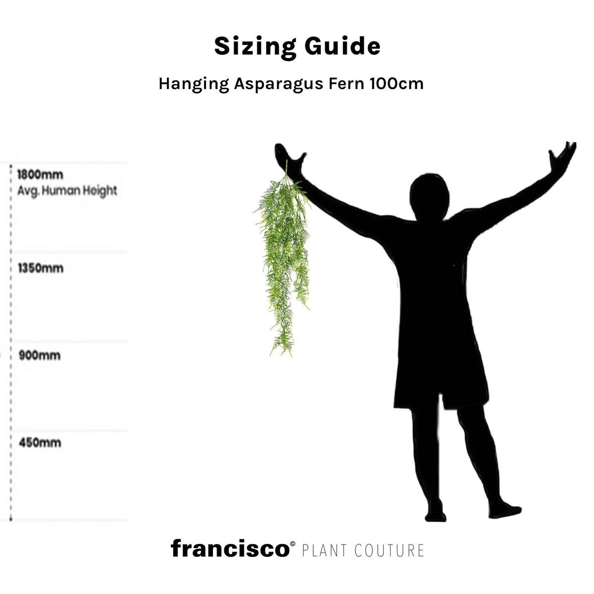 Hanging Asparagus Fern 100cm