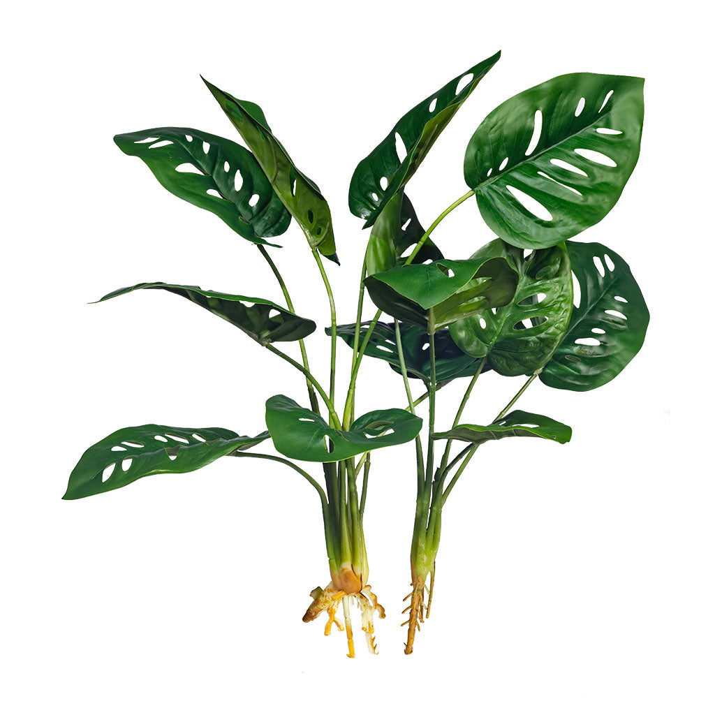 Filler Monkey Monstera x2 45cm