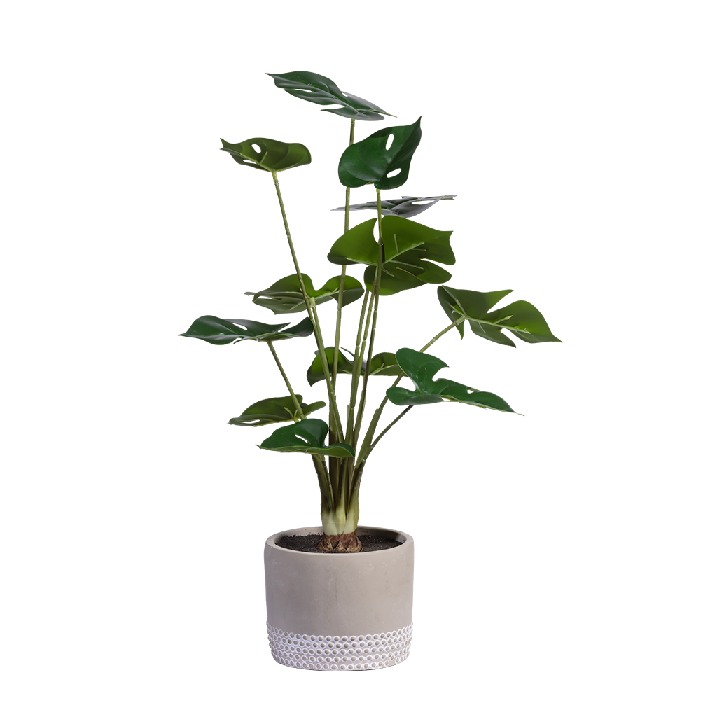 Faux Mostera 57cm in Cement pot