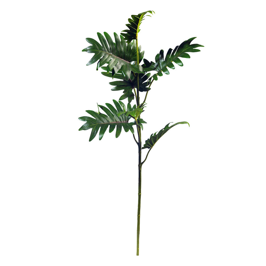 Filler Philodendron x 7 Lvs - 80cm