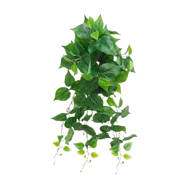 The artificial Pothos is a high quality hanging plant with a varied leaf print in a green colour. Artificial plants, foliage, trees and silk flowers available from www.plantcouture.co.za