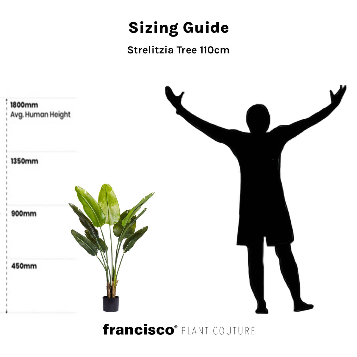 Strelitzia Tree - 110cm