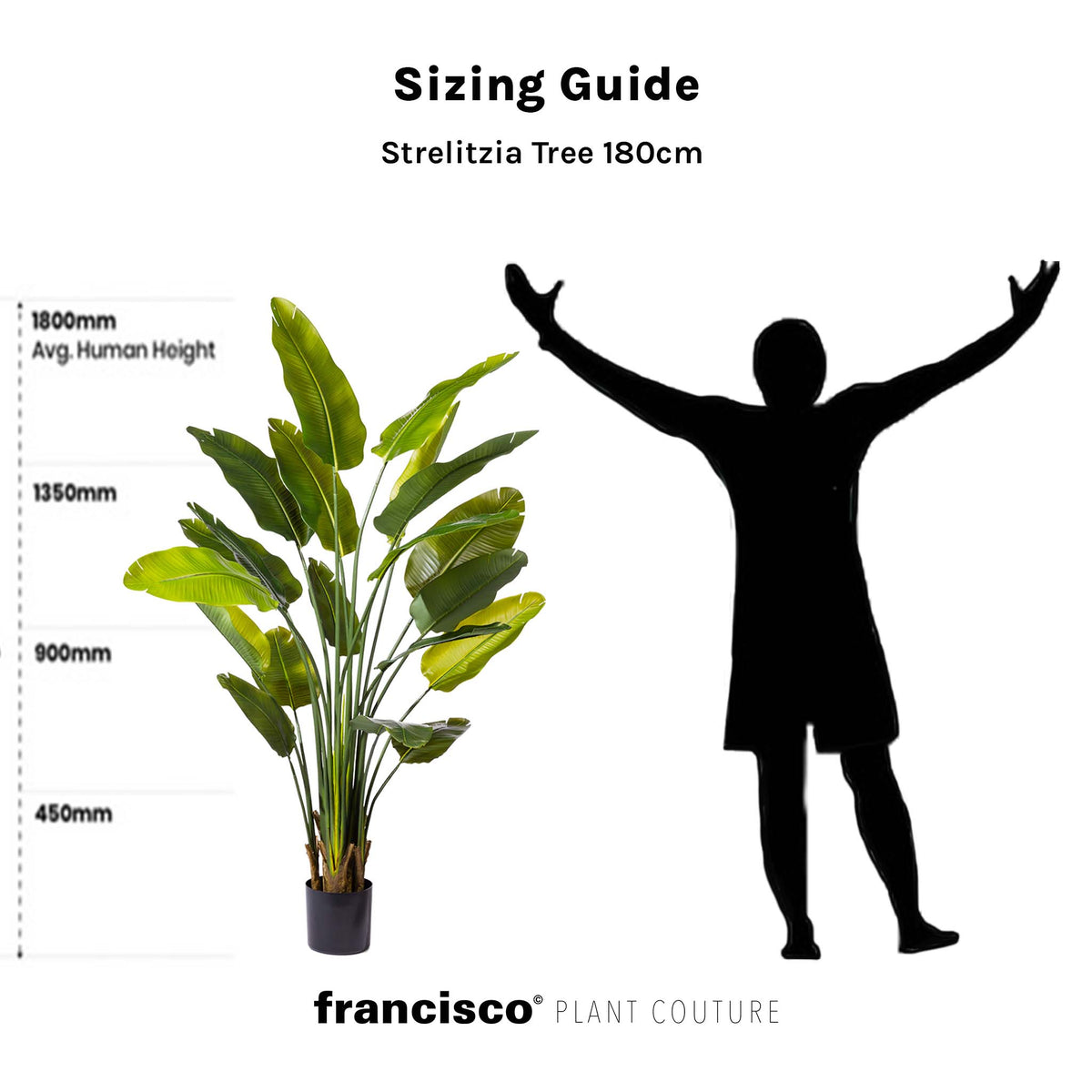 Strelitzia Tree - 180cm