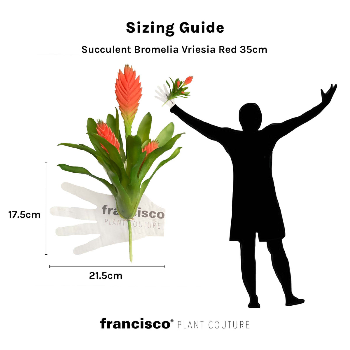 Succulent Bromelia Vriesia Red - 35cm