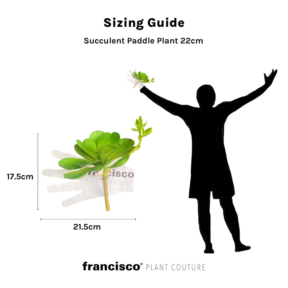 Succulent Paddle Plant - 22cm