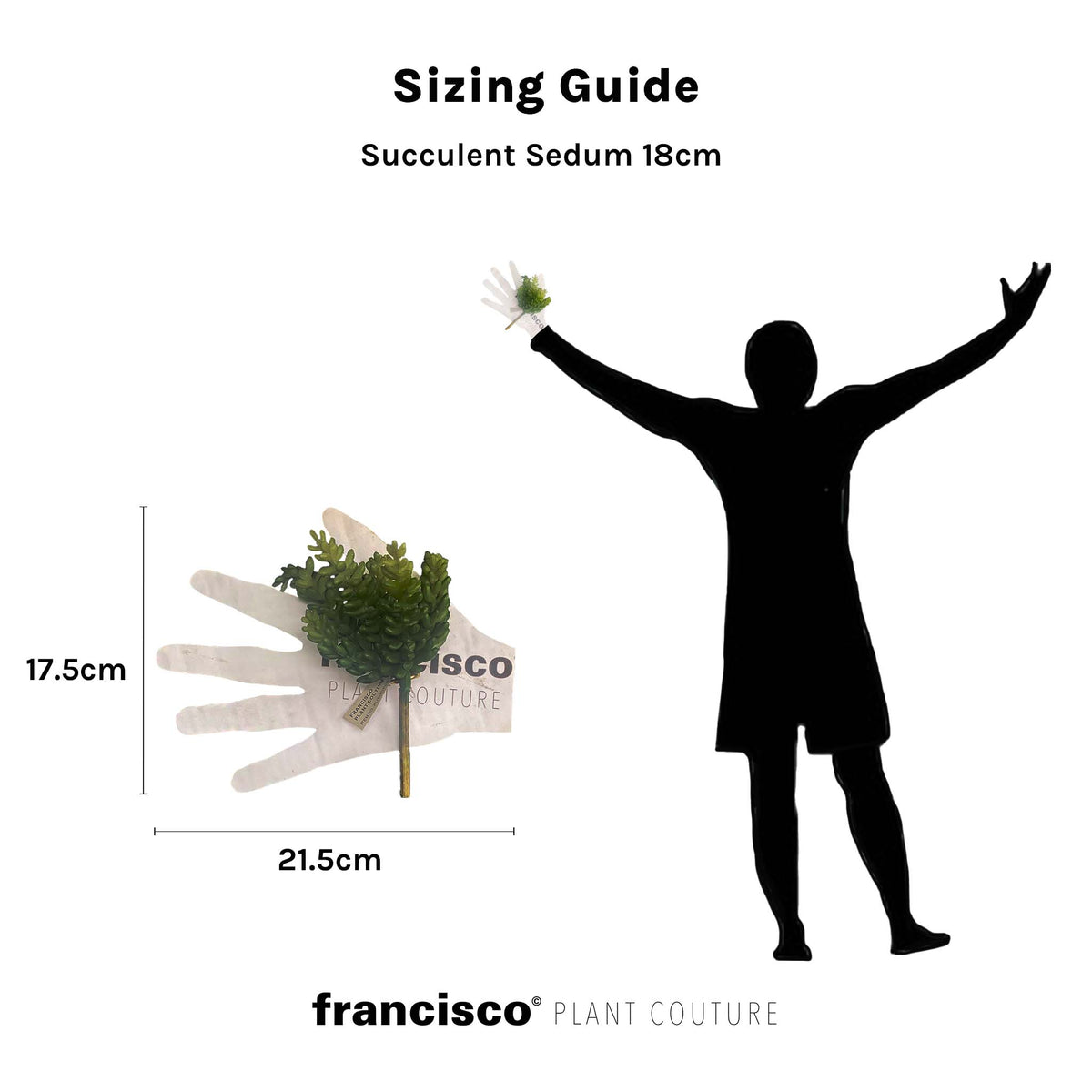 Succulent Sedum - 18cm