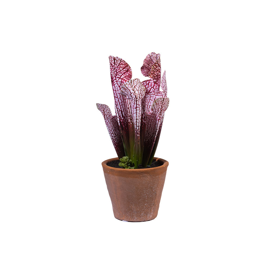 Trumpet Plant Pink in Terracotta Pot - 25cm