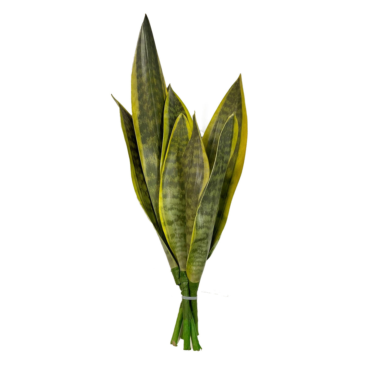 Filler Sansevieria - 47cm