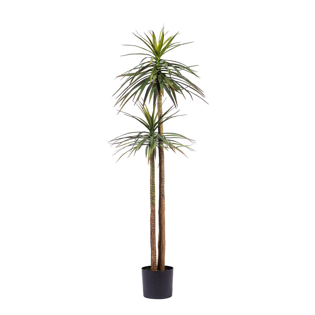 Yucca Tree 2 Branches - 165cm