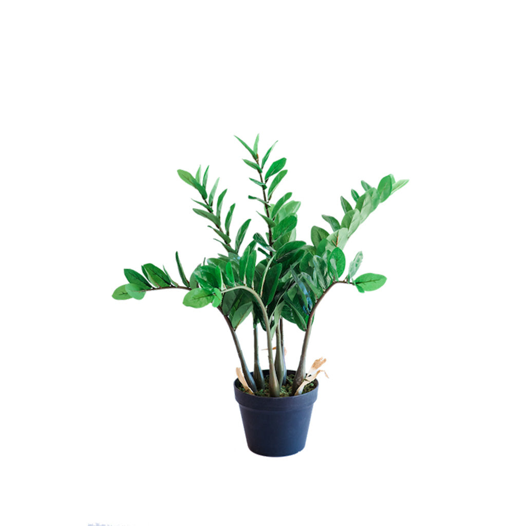 Plant Couture - Artificial Plant & Pot Combo - With Zamifolia 64cm