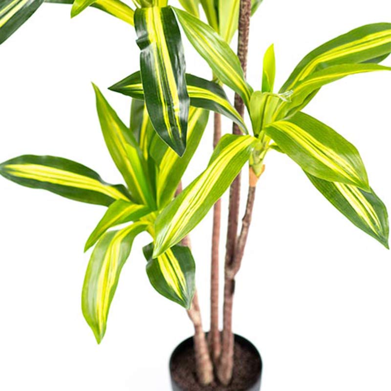 Plant Couture - Artificial Plants - Dracaena Variegated 160cm - Close Up 