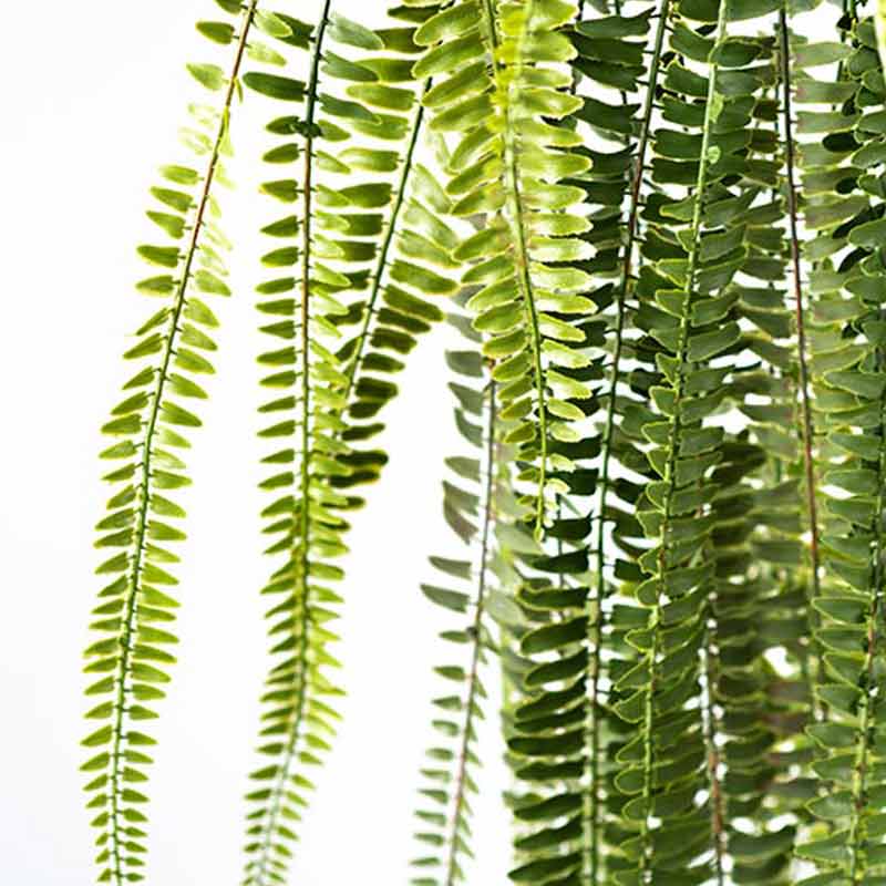 Plant Couture - Artificial Plants - Hanging Fern 165cm - Close Up 