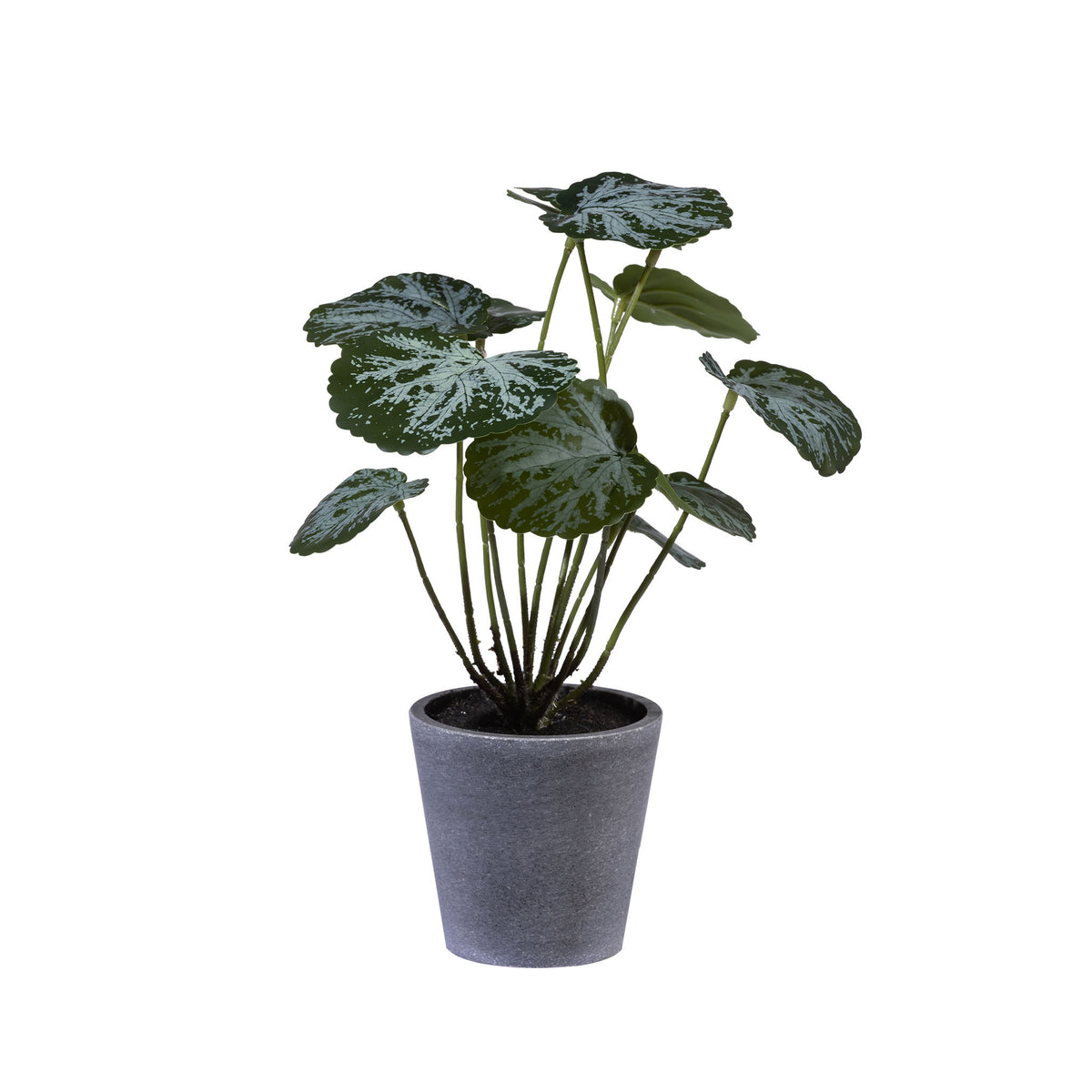 Saxifraga In Melamine Pot - 30cm