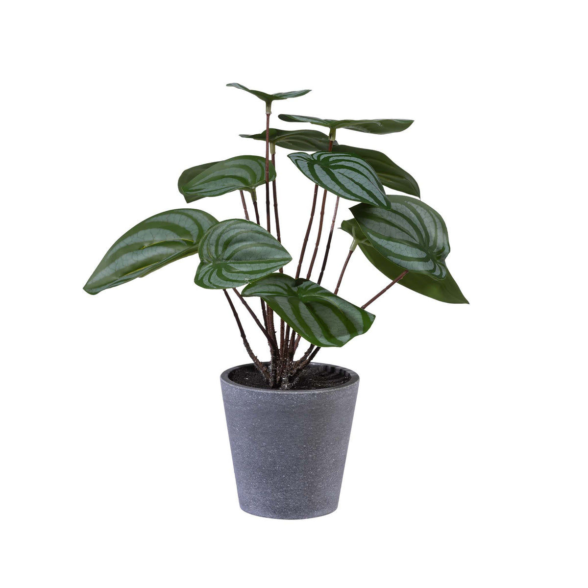 Scindapsus In Melamine Pot - 30cm